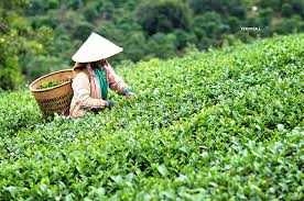 Phát hiện kim loại nặng và chất cấm trong trà tại Bảo Lộc | bảo vệ